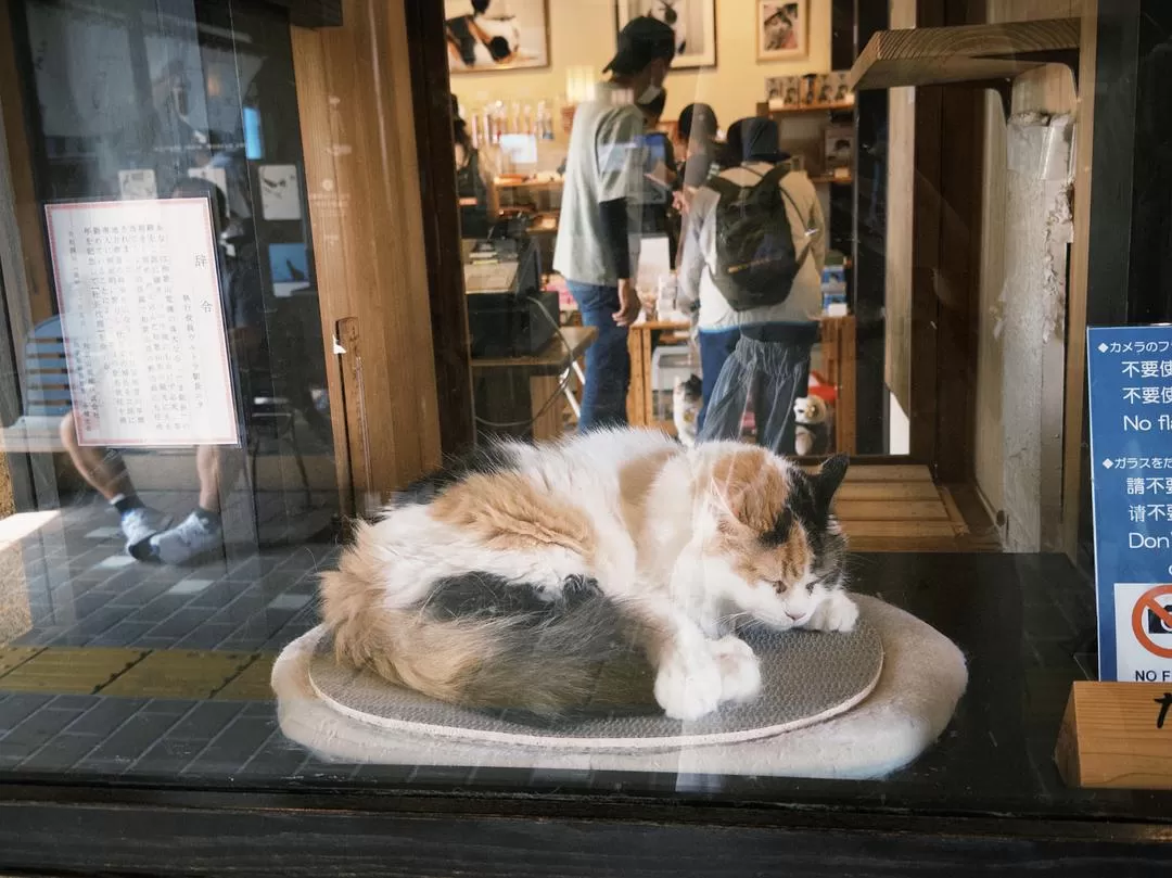 旅游推荐💗一人游：📷记录一下说走就走的关西solo trip