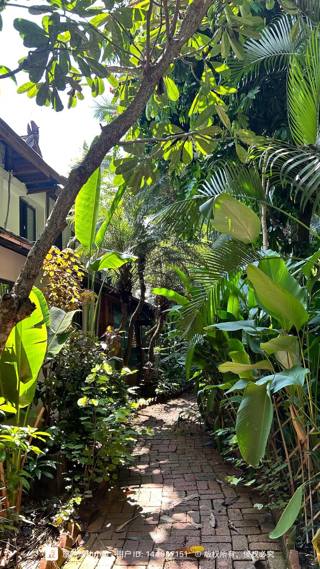 旅游推荐💥一人游:西双版纳-普洱-玉溪-昆明米线之旅成功