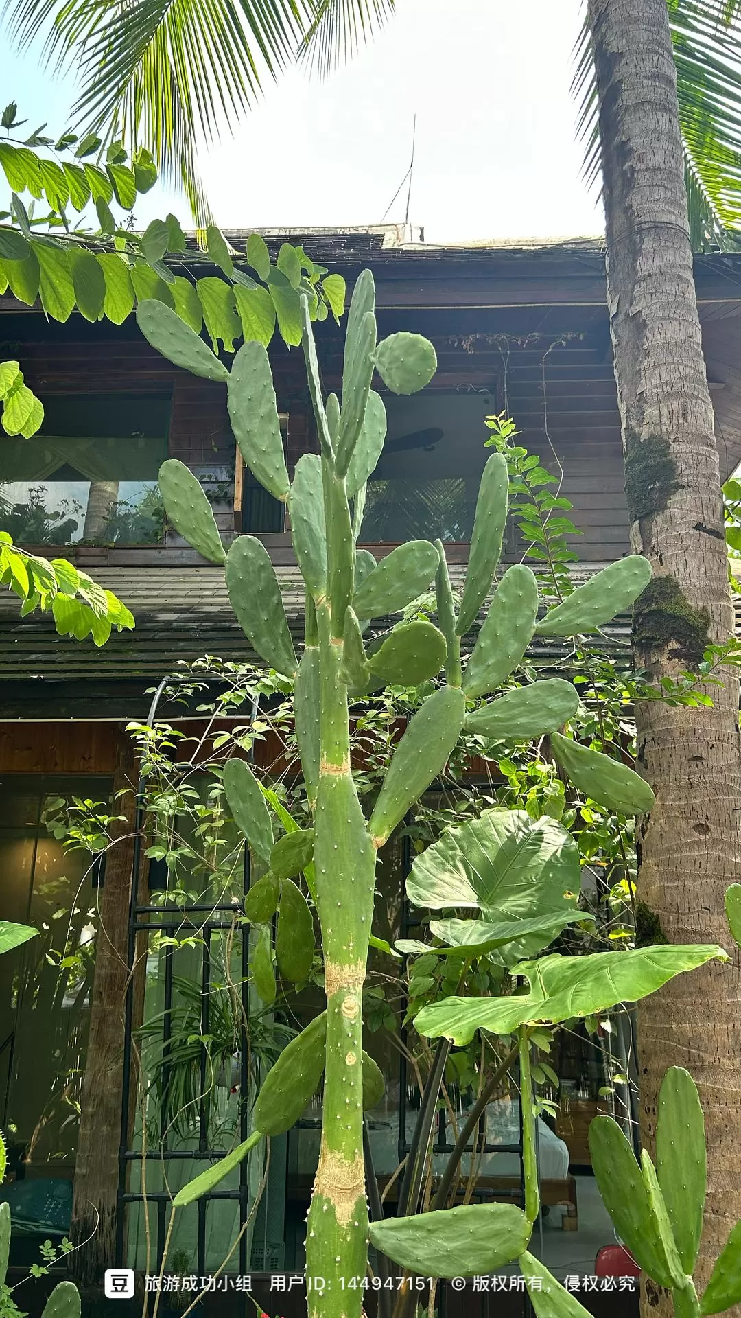 旅游推荐💥一人游：西双版纳-普洱-玉溪-昆明米线之旅成功