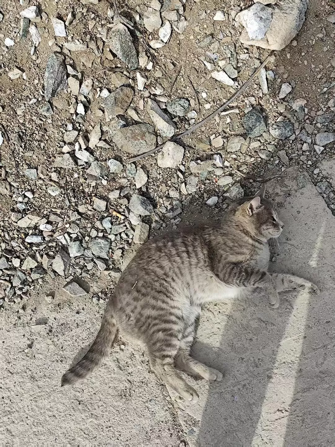 旅游推荐🥉一人游：雨崩&孔雀山&丽江&飞来寺&泸沽湖&香格里拉