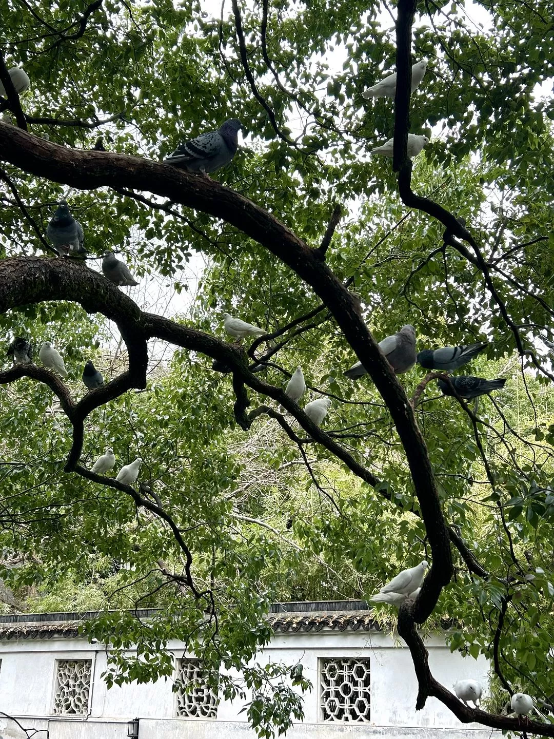 旅游推荐⭐春节出行：南京-苏州-无锡 大成功✅