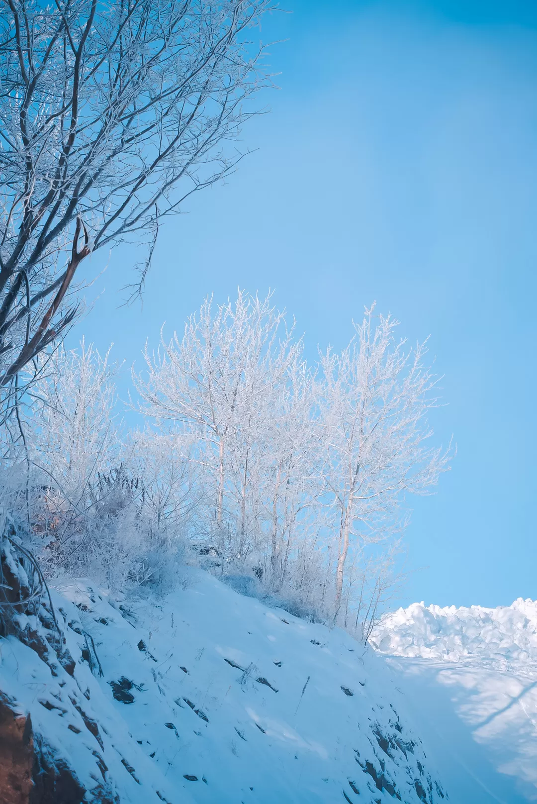 旅游推荐💖一人游：去东北看雾凇和不冻河