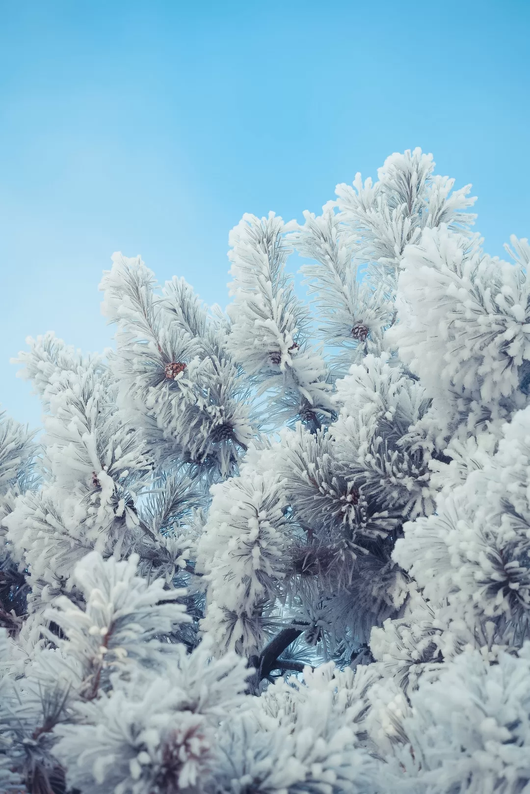 旅游推荐💖一人游：去东北看雾凇和不冻河