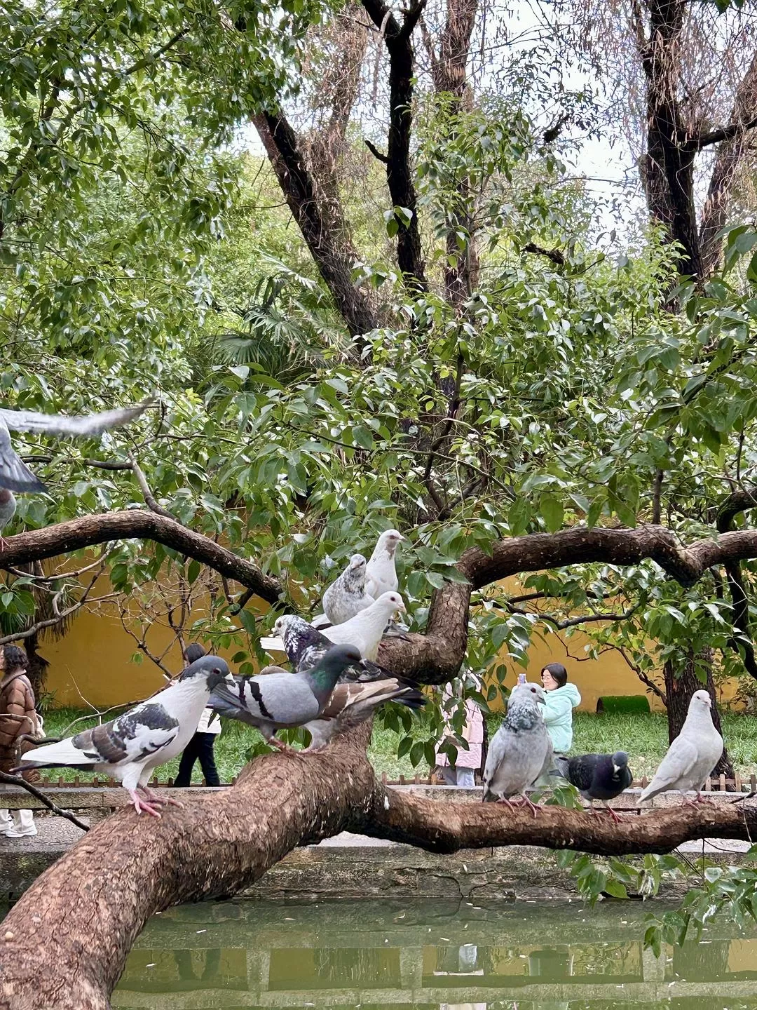 旅游推荐⭐春节出行：南京-苏州-无锡 大成功✅