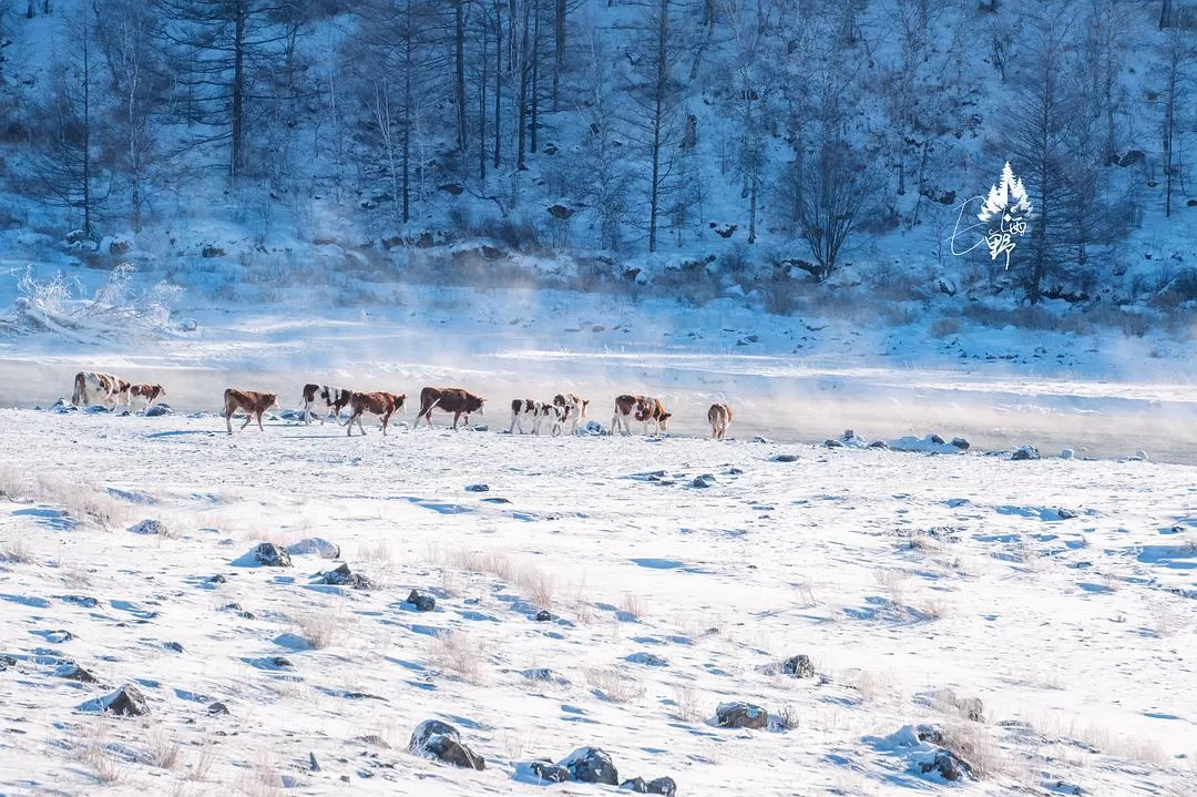 旅游推荐💖一人游：去东北看雾凇和不冻河