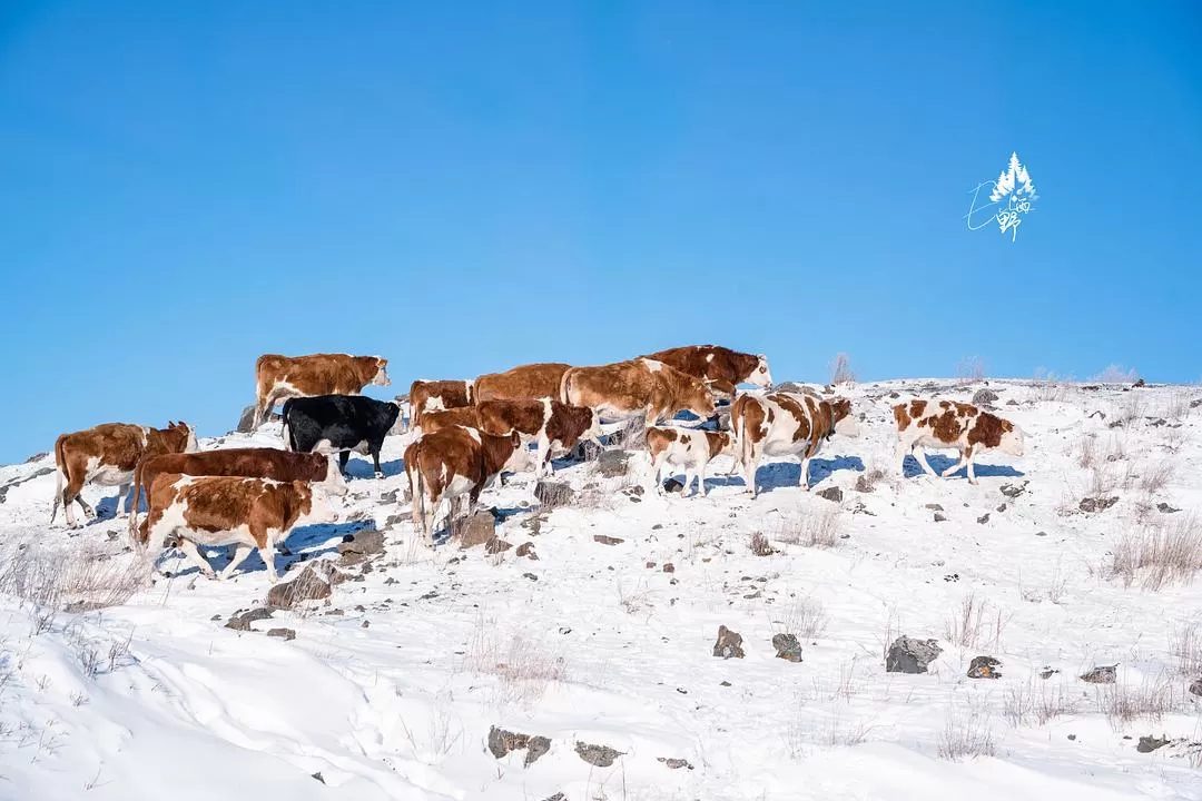 旅游推荐💖一人游：去东北看雾凇和不冻河