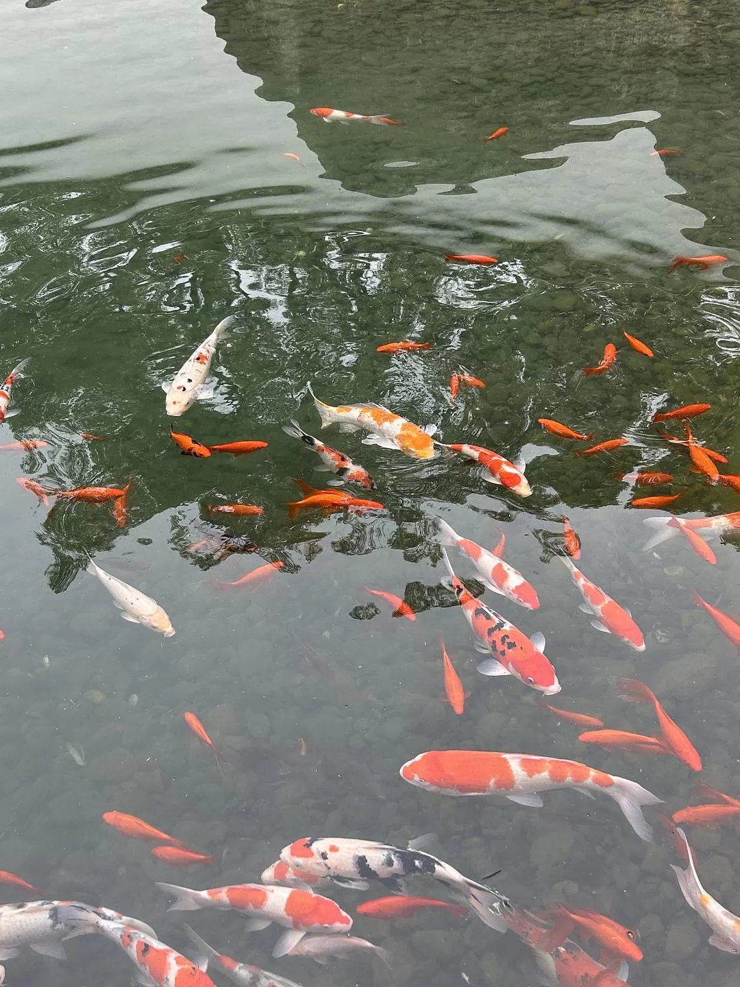 旅游推荐⭐春节出行:南京-苏州-无锡 大成功✅