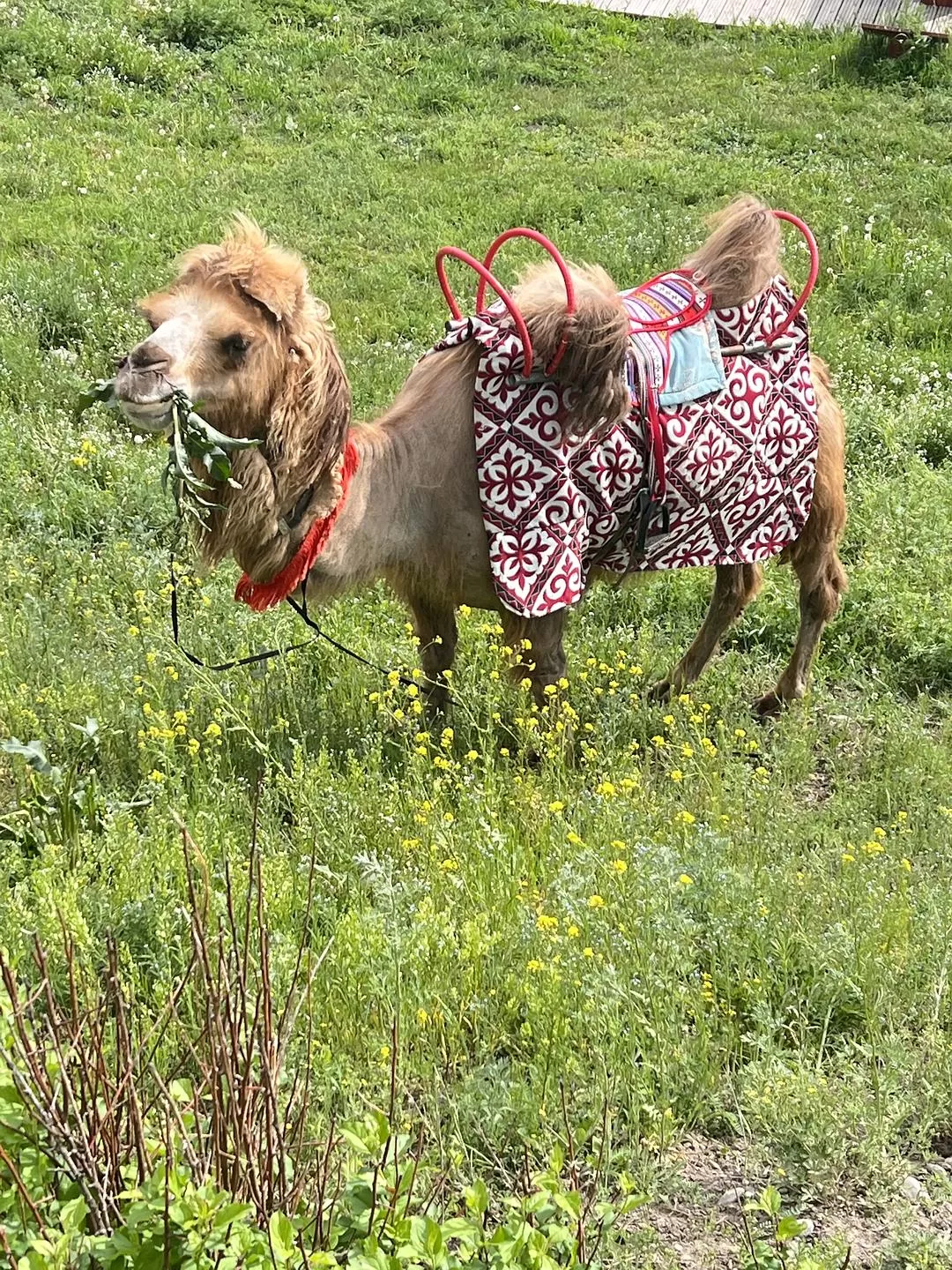 旅游推荐🔥一人游：心留在了新疆，回不来了（终于完结啦🎉🎉🎉）