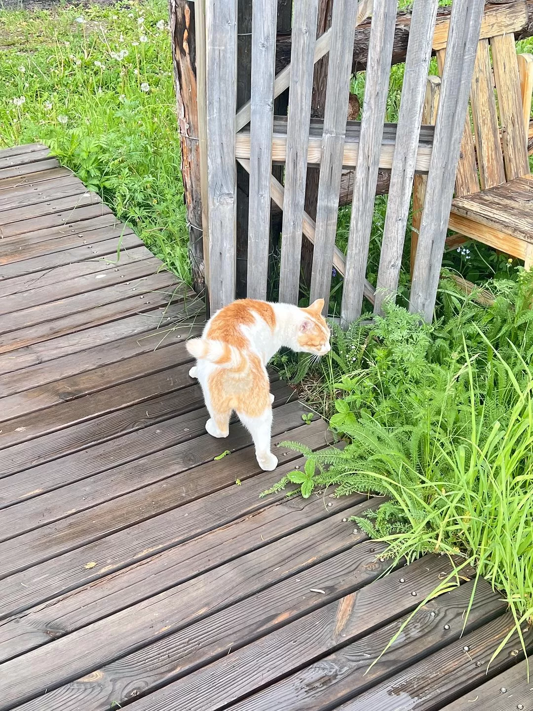 旅游推荐🔥一人游：心留在了新疆，回不来了（终于完结啦🎉🎉🎉）