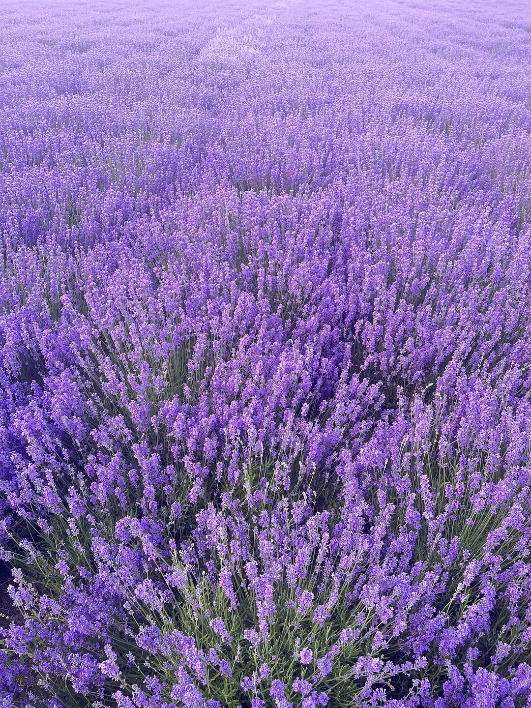 旅游推荐🔥一人游：心留在了新疆，回不来了（终于完结啦🎉🎉🎉）
