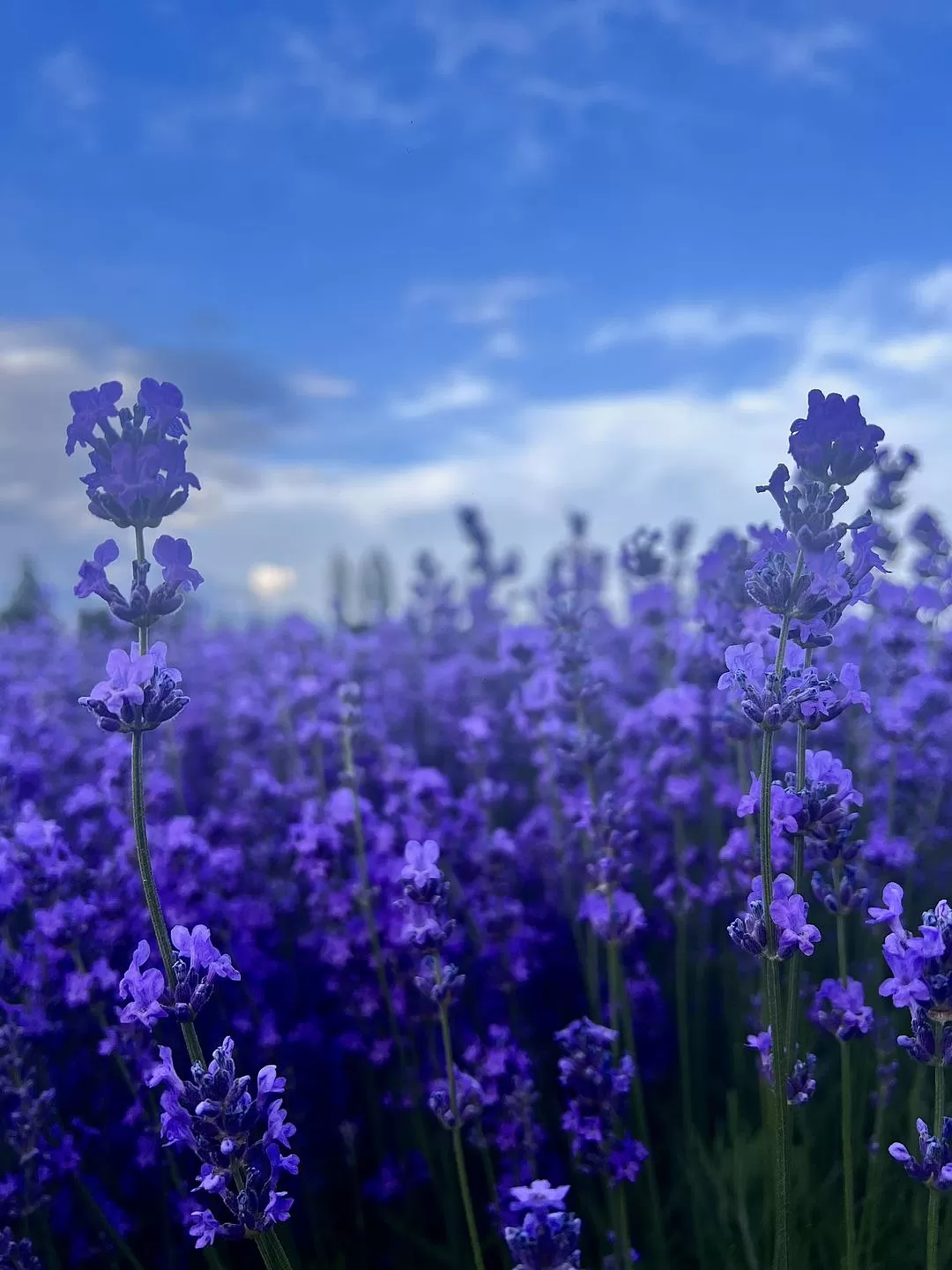 旅游推荐🔥一人游：心留在了新疆，回不来了（终于完结啦🎉🎉🎉）