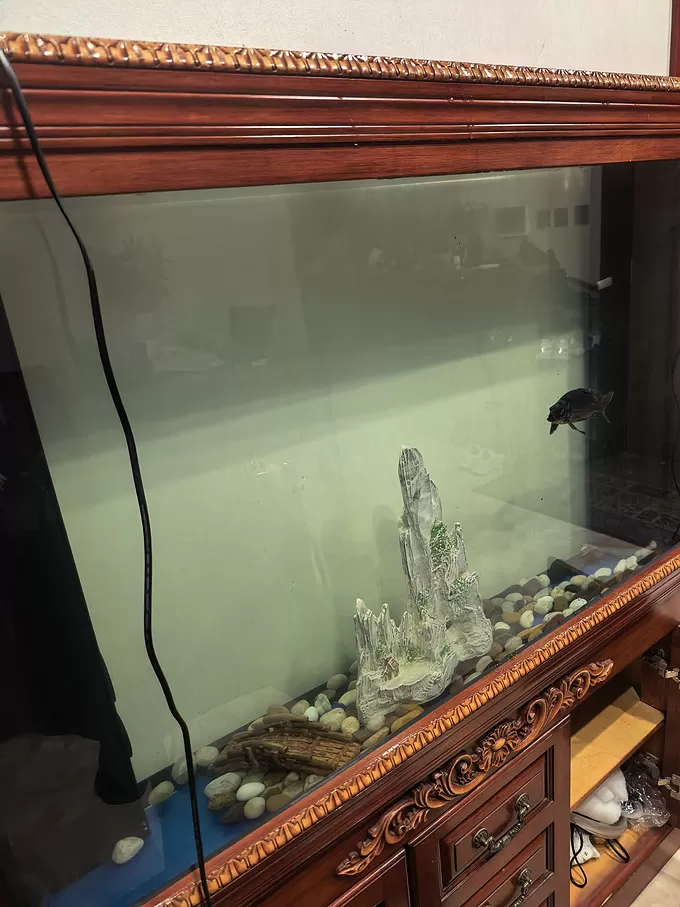 🌟养了八年的锦鲤被老爸一桶肥皂水端了整个过滤都报废全换吗?