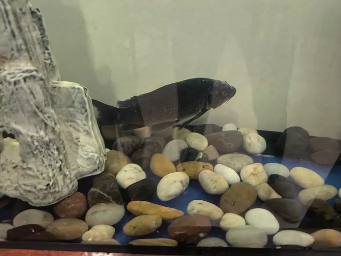 🌟养了八年的锦鲤被老爸一桶肥皂水端了整个过滤都报废全换吗?