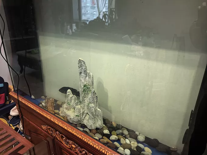 🌟养了八年的锦鲤被老爸一桶肥皂水端了整个过滤都报废全换吗?