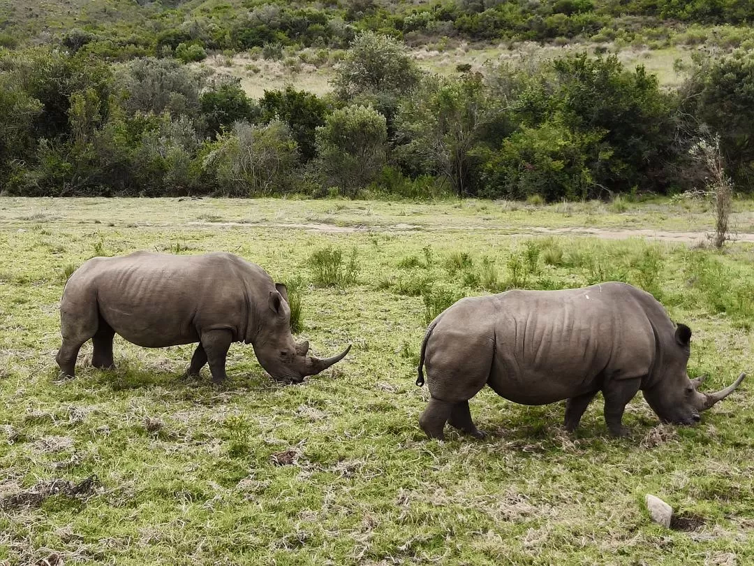旅游推荐💞一人游：勇闯津巴布韦+南非😎