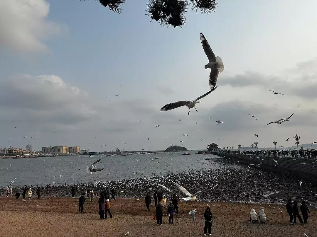 旅游推荐💓一人游：青岛一人行-三天断腿之旅