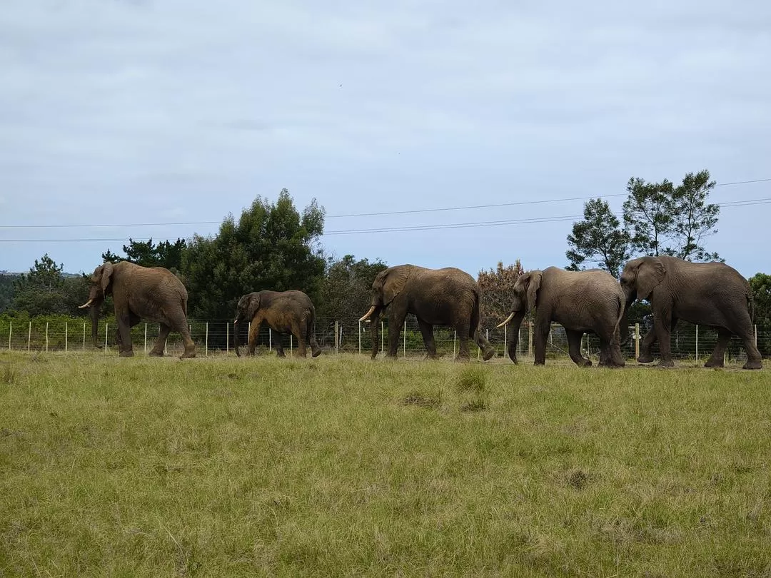 旅游推荐💞一人游：勇闯津巴布韦+南非😎