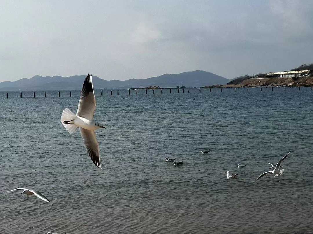 旅游推荐💓一人游：青岛一人行-三天断腿之旅