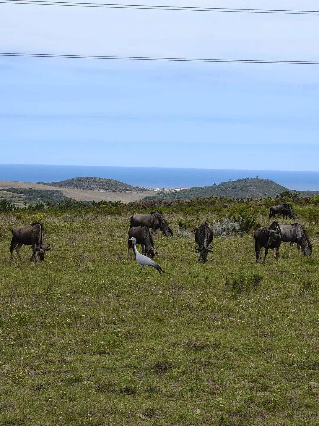 旅游推荐💞一人游：勇闯津巴布韦+南非😎
