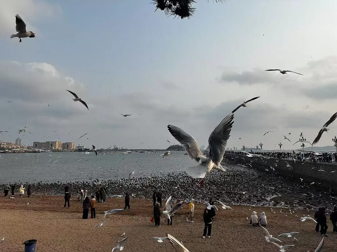 旅游推荐💓一人游：青岛一人行-三天断腿之旅