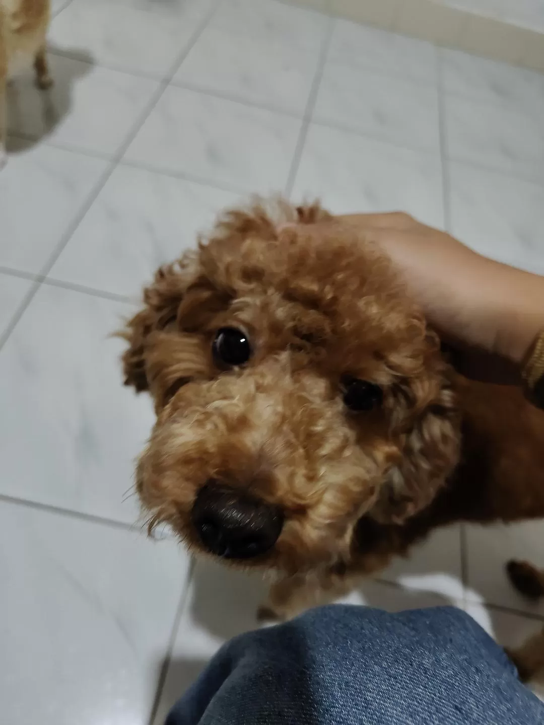 旅游推荐🧧国外游：（7K30天系列）世界在这一刻串联/我的神奇日惹之旅(完结）