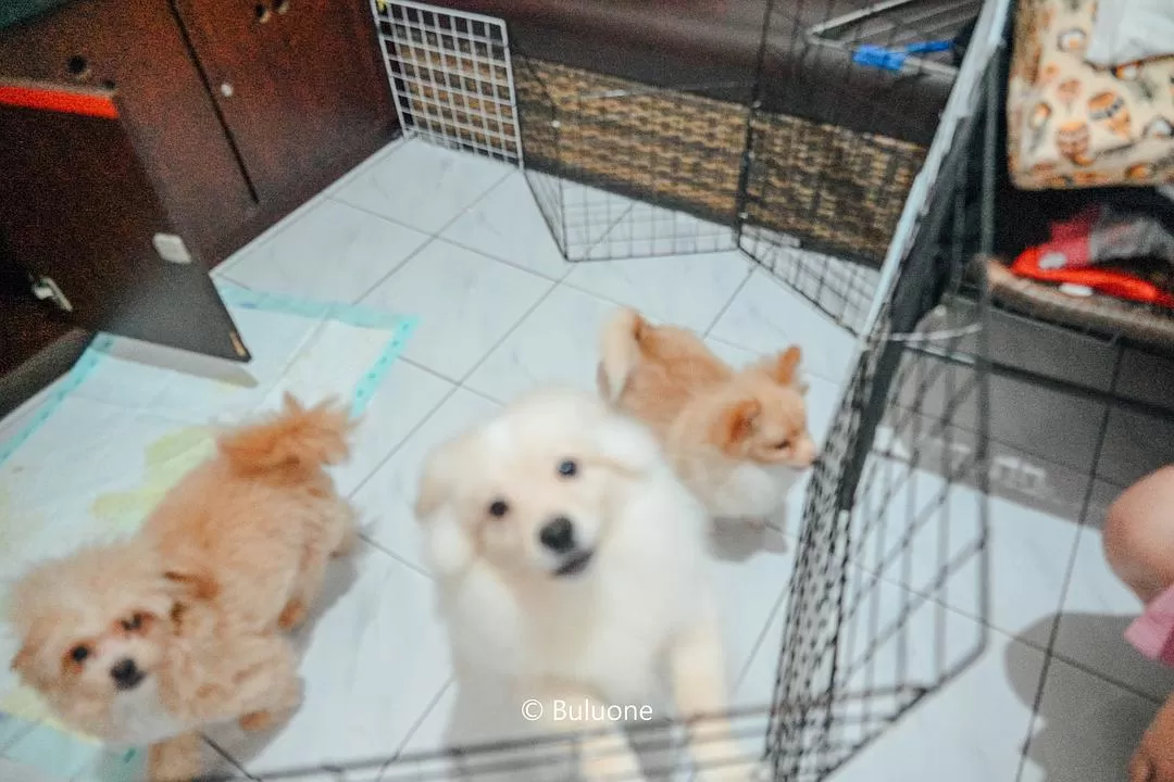 旅游推荐🧧国外游：（7K30天系列）世界在这一刻串联/我的神奇日惹之旅(完结）