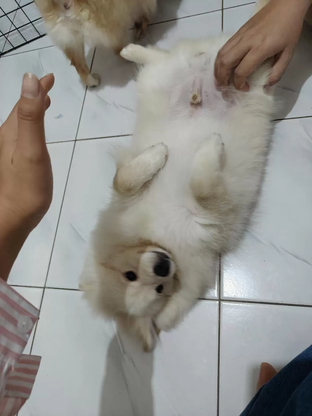 旅游推荐🧧国外游：（7K30天系列）世界在这一刻串联/我的神奇日惹之旅(完结）