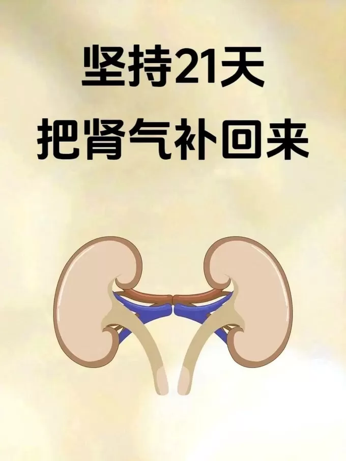 🏆坚持21天把肾气补回来！