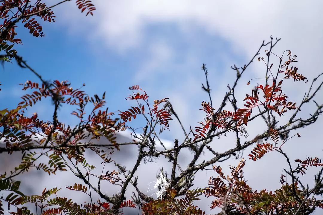 旅游推荐⚡一人游：错峰云南雨崩徒步路线