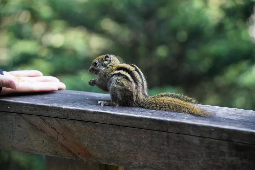 旅游推荐⚡一人游：错峰云南雨崩徒步路线