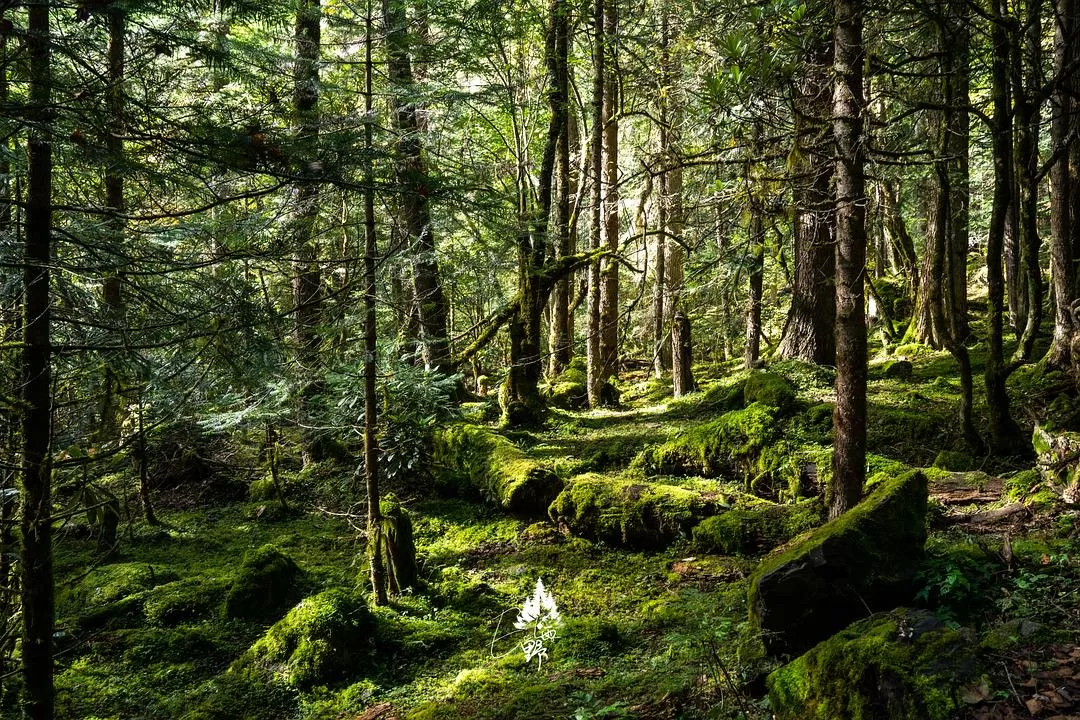 旅游推荐⚡一人游：错峰云南雨崩徒步路线
