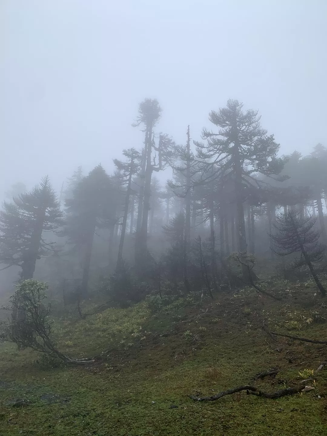 旅游推荐⚡一人游：错峰云南雨崩徒步路线