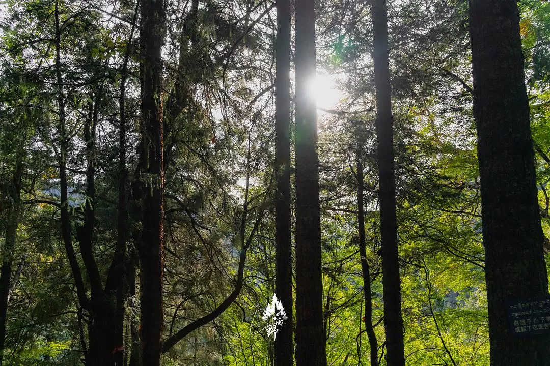 旅游推荐⚡一人游：错峰云南雨崩徒步路线