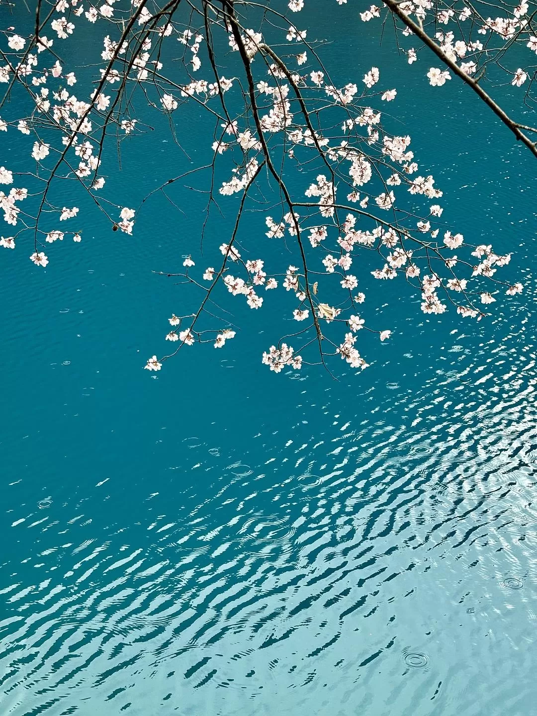 旅游推荐💥两人游：在九寨沟看到了人间仙境