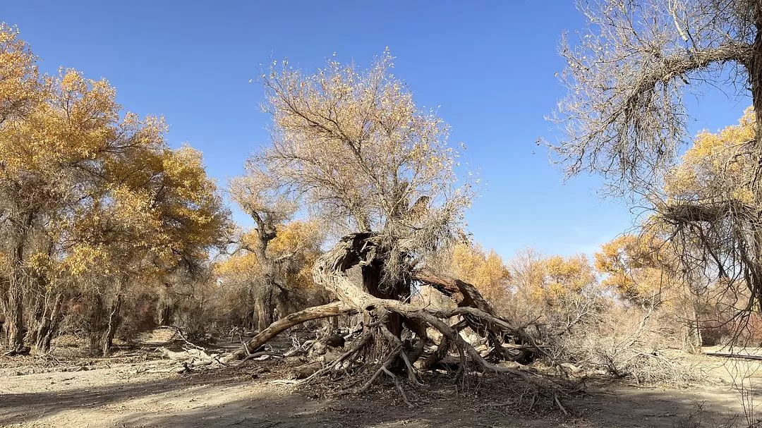 旅游推荐🔥一人游：女生独闯南疆（九天）