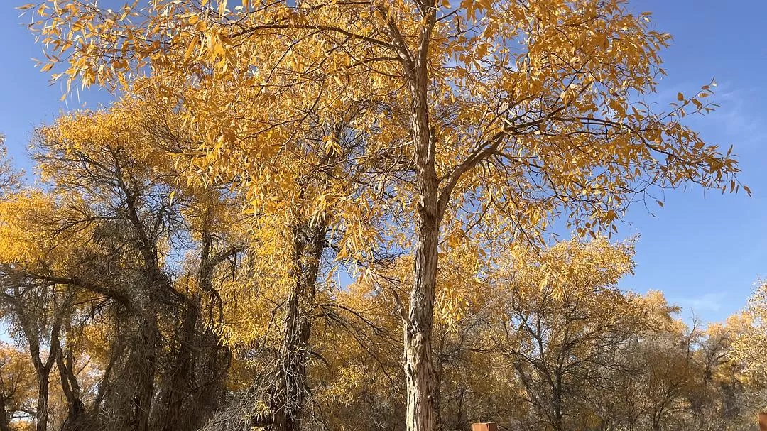 旅游推荐🔥一人游：女生独闯南疆（九天）