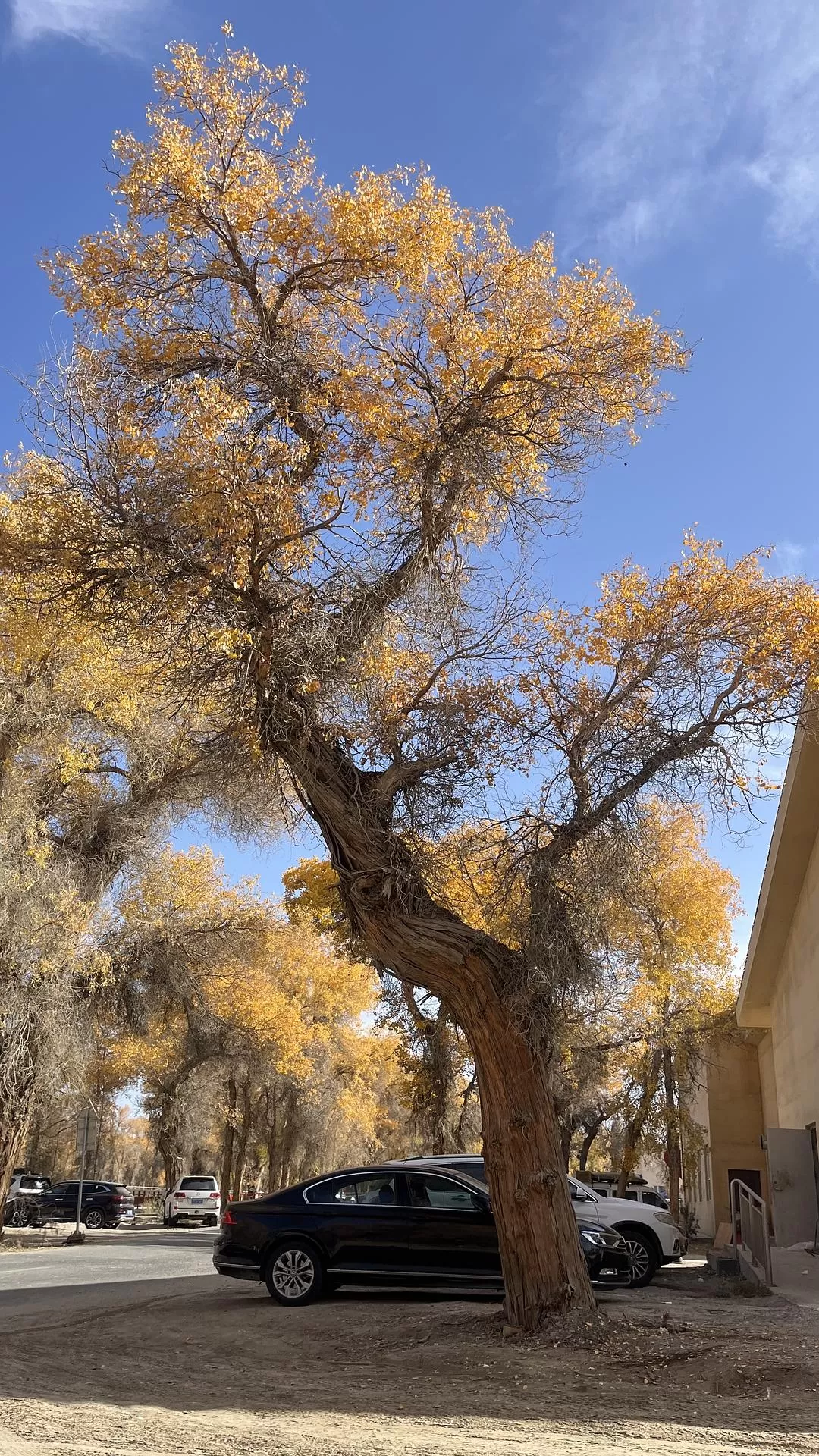 旅游推荐🔥一人游：女生独闯南疆（九天）