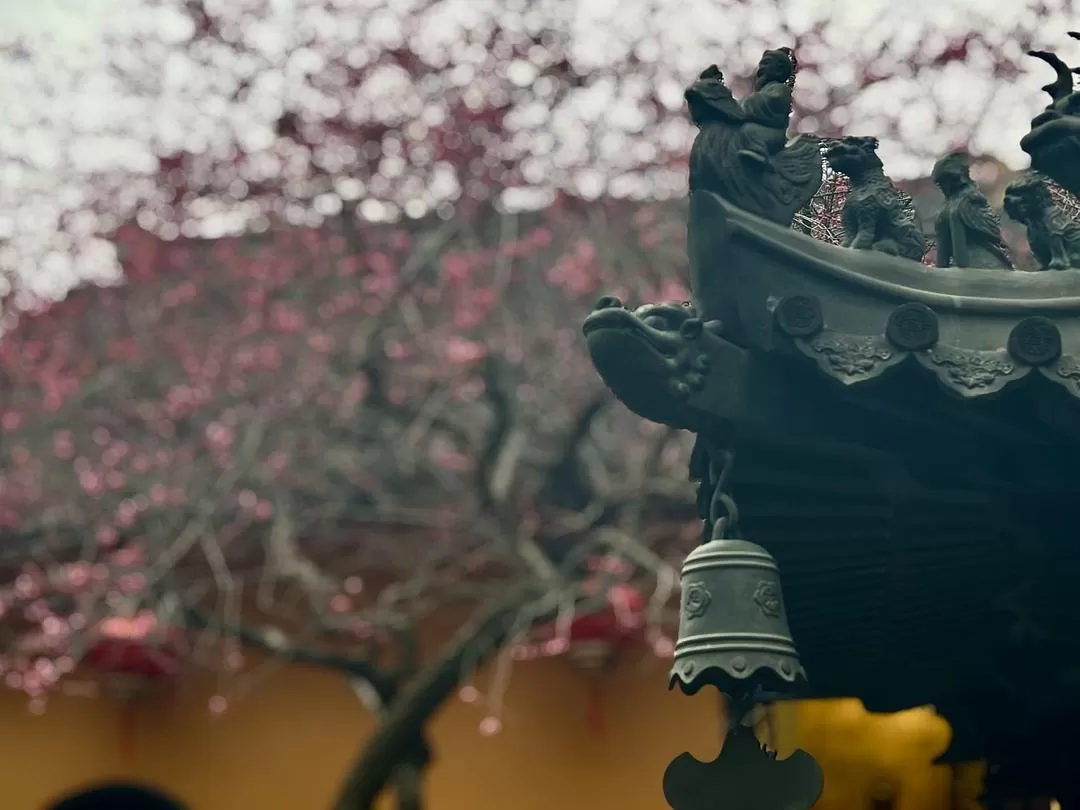 旅游推荐㊙️铁佛寺的梅