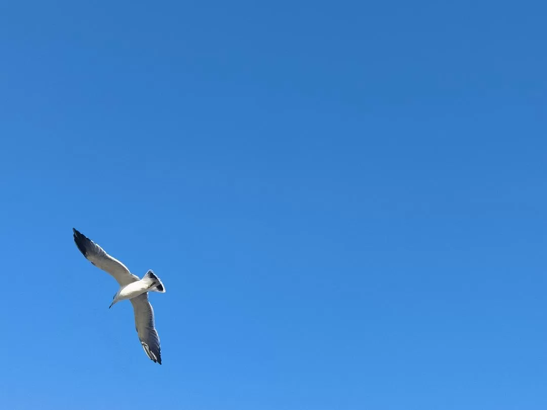 旅游推荐💞两人游：妈妈从没见过蓝色的大海，所以我带她来了威海和烟台