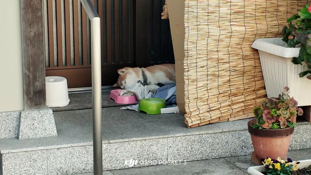 旅游推荐💓一人游：在日本乡下的短暂逃避（松山➡️广岛）