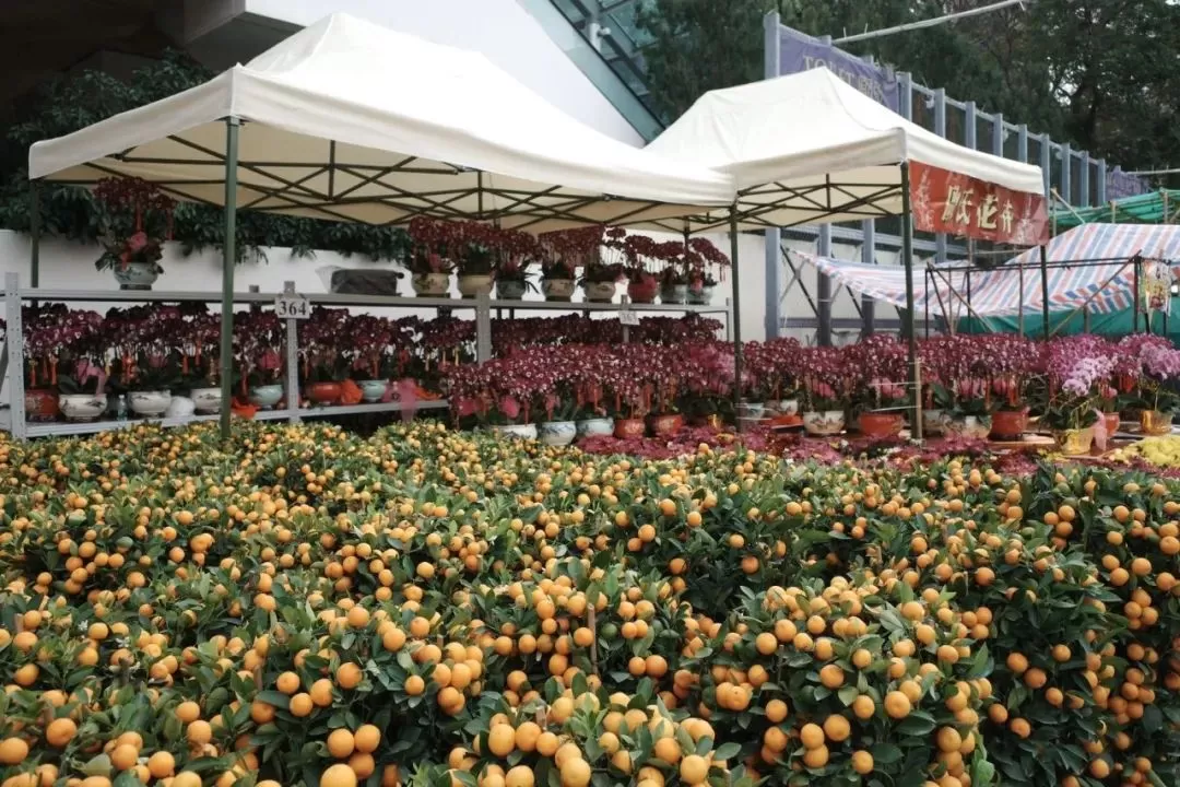 旅游推荐🥇一人游：香港三日游，美好得像一场电影