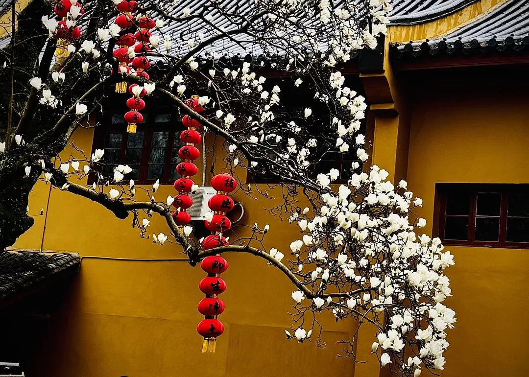 旅游推荐⚡法喜寺的古玉兰