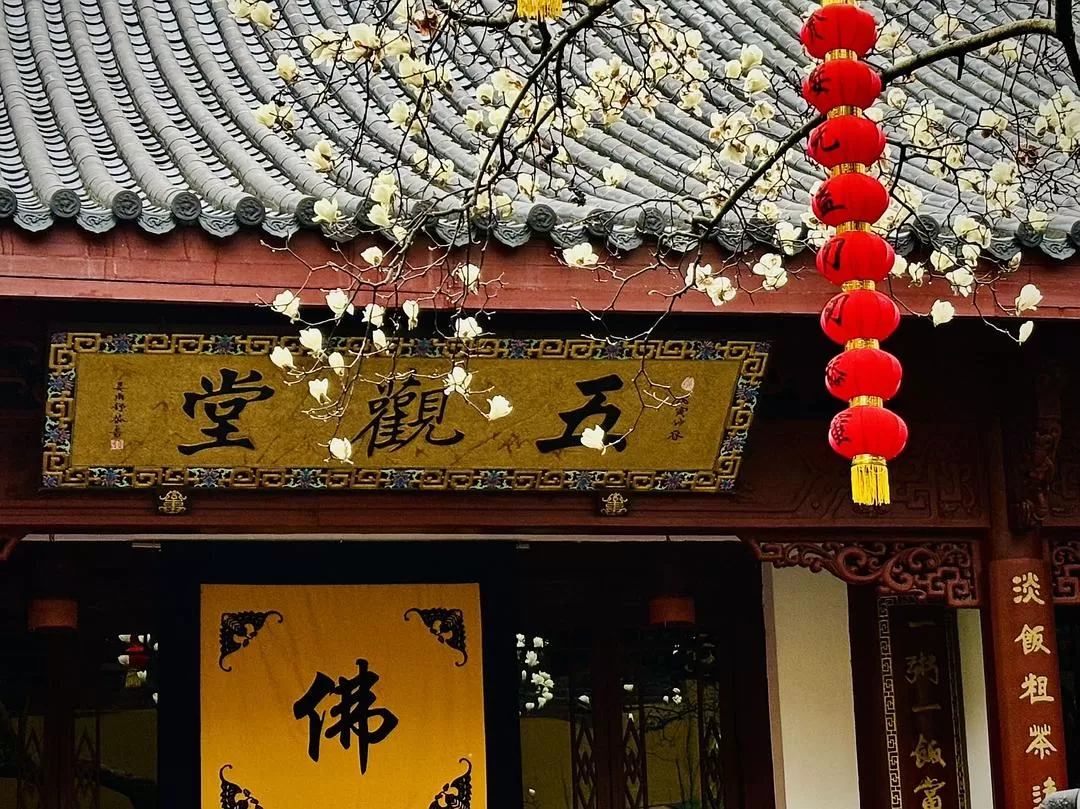 旅游推荐⚡法喜寺的古玉兰