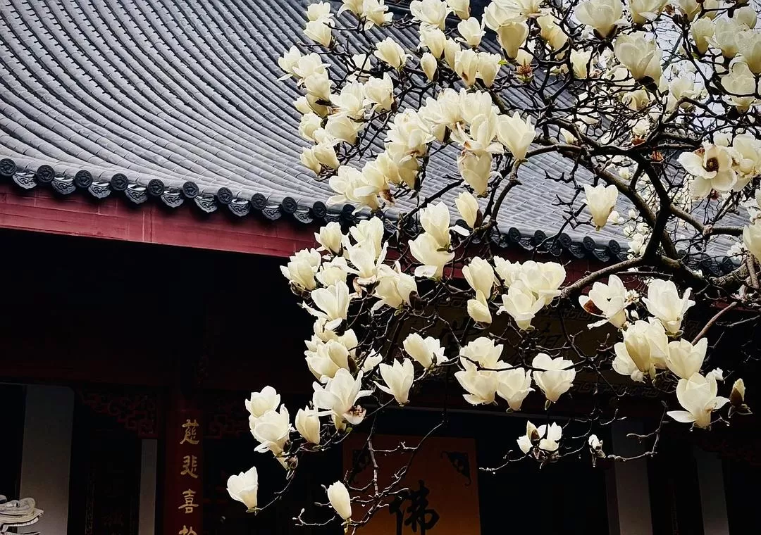 旅游推荐⚡法喜寺的古玉兰