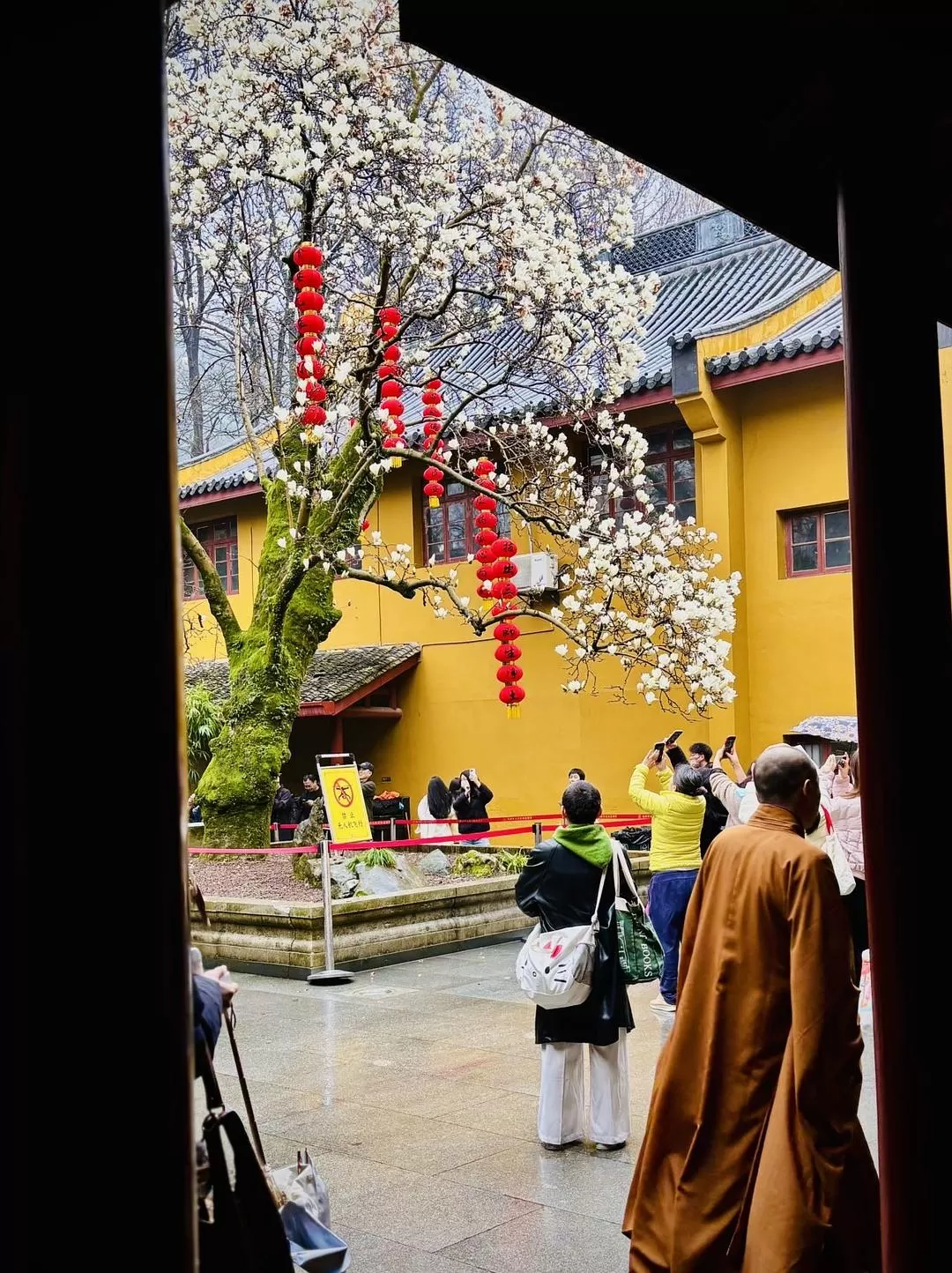 旅游推荐⚡法喜寺的古玉兰