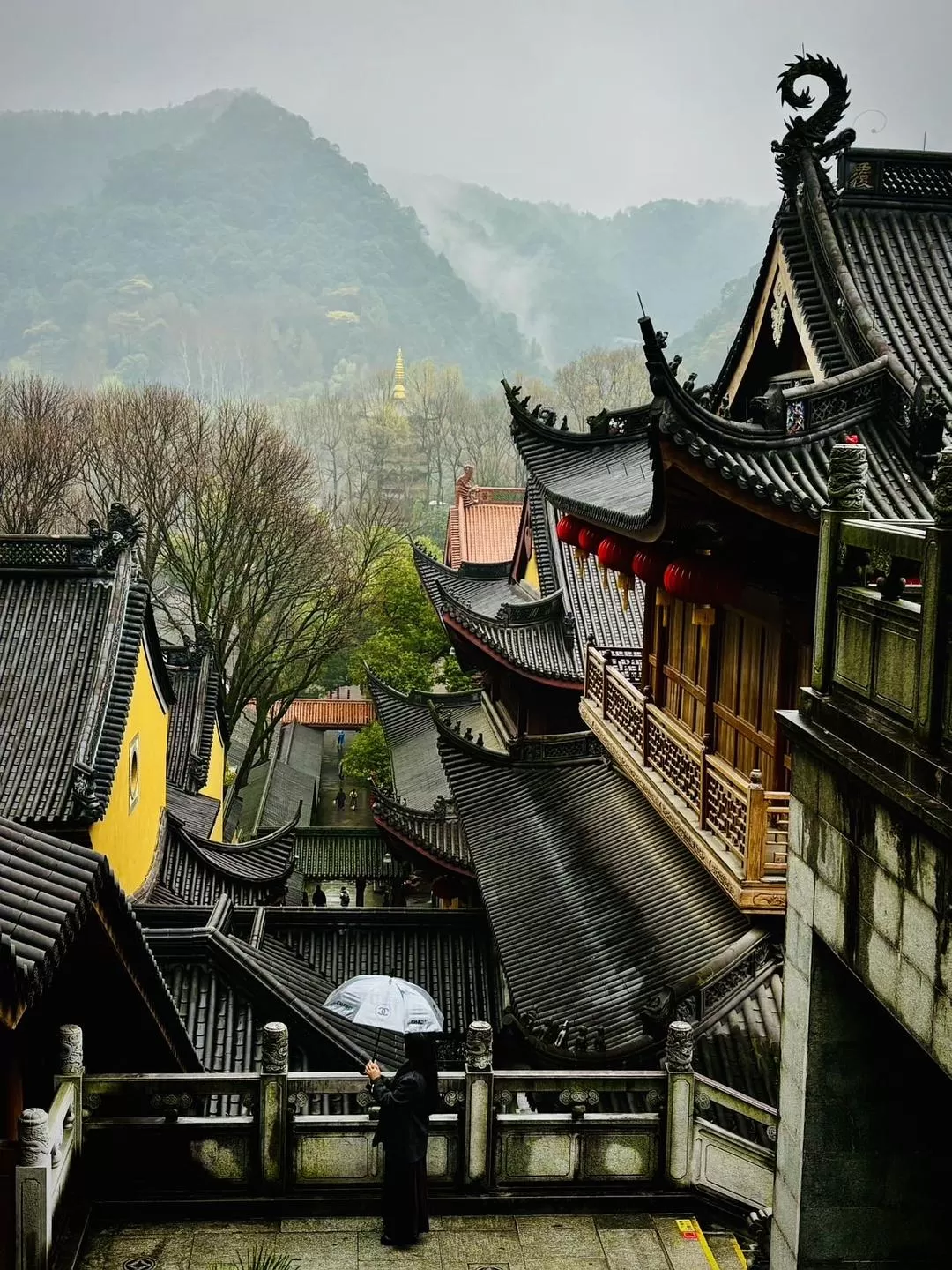 旅游推荐⚡法喜寺的古玉兰