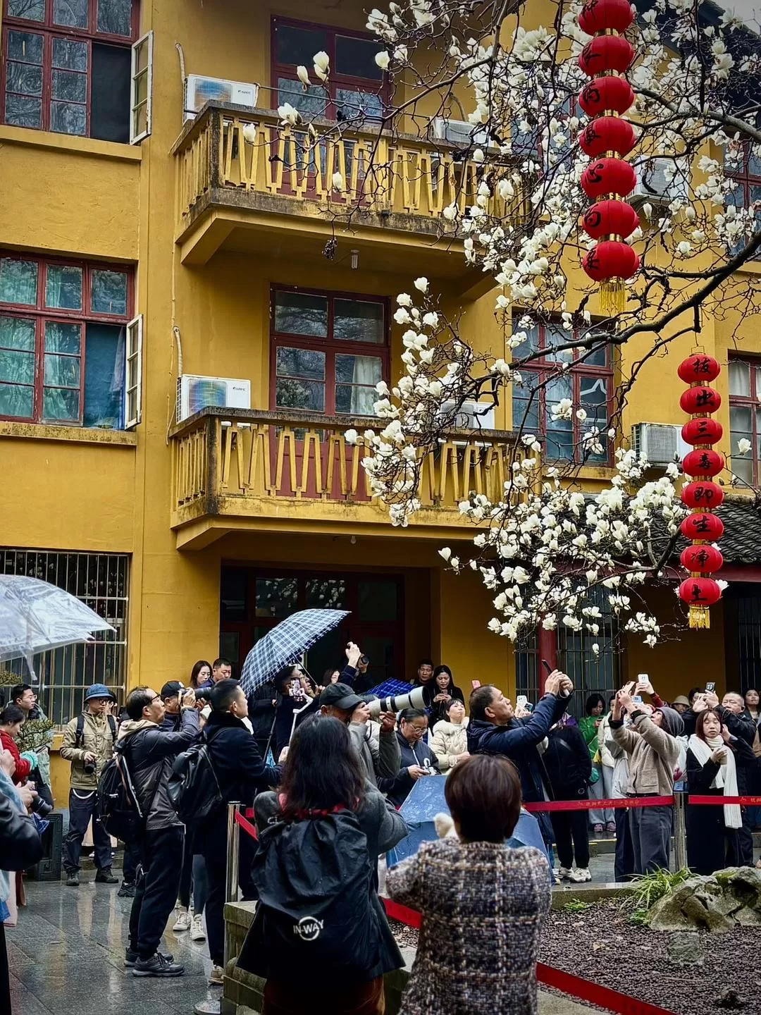 旅游推荐⚡法喜寺的古玉兰