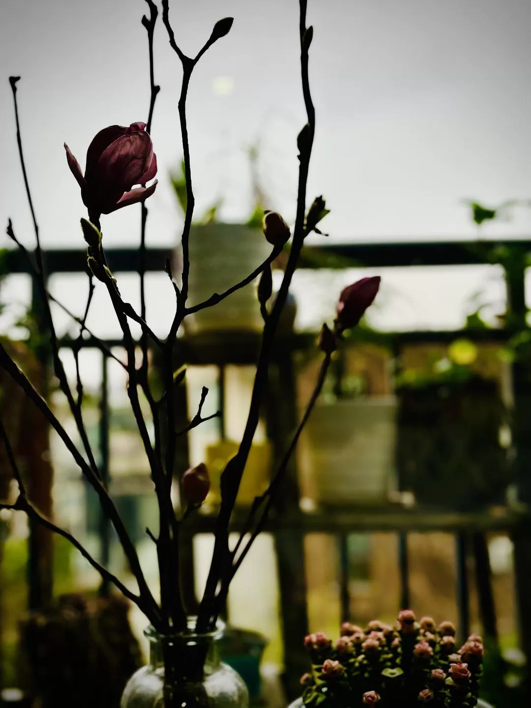 旅游推荐⚡法喜寺的古玉兰