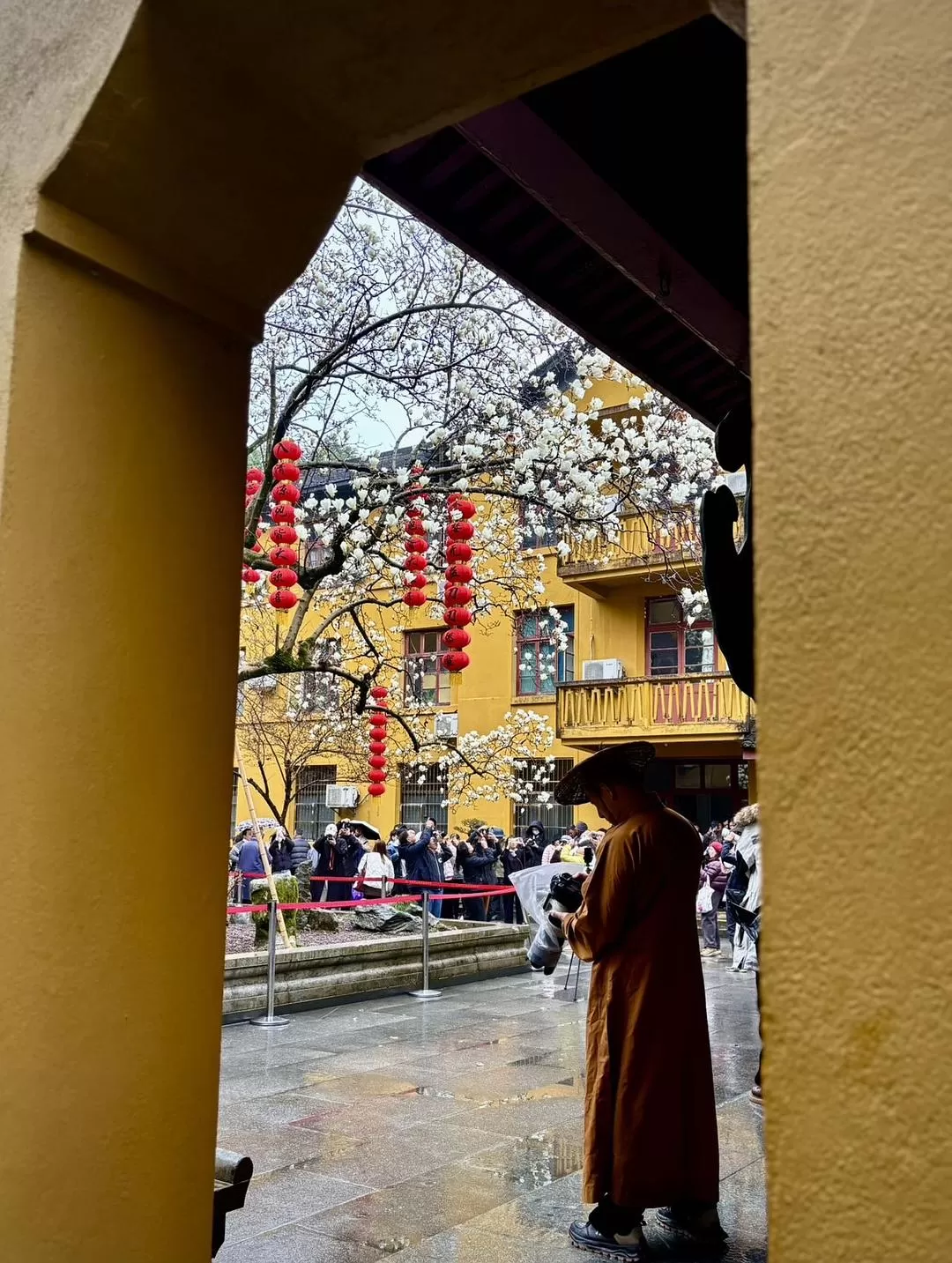 旅游推荐⚡法喜寺的古玉兰