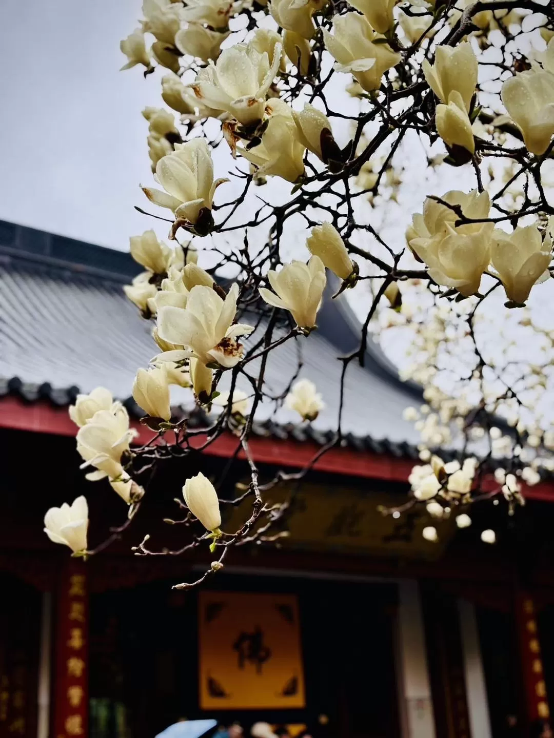 旅游推荐⚡法喜寺的古玉兰